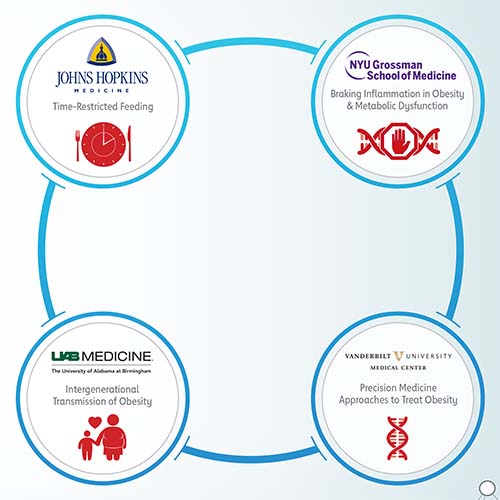 Illustration Obesity Strategically Focused Research Network