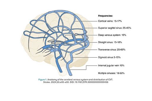 anatomy of cerebral venous system