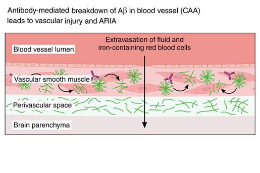 antibody mediated breakdown illustration