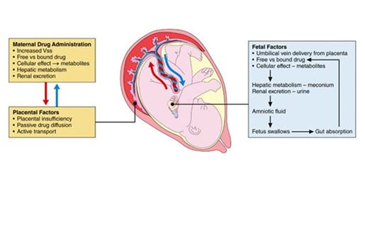 Management of Cardiac Arrhythmias in the Fetal and Neonatal Periods