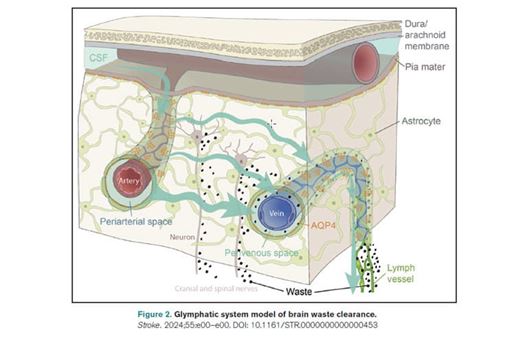 Glymphatic system model of brain waste clearance