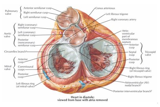 heart in diastole