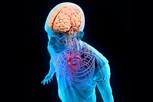 human brain and nervous system illustration