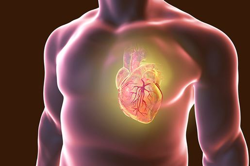 An illustration of a human torso highlighting the heart with heart vessels