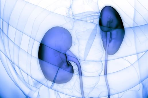 human kidneys