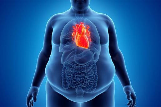 illustration of obese mans heart