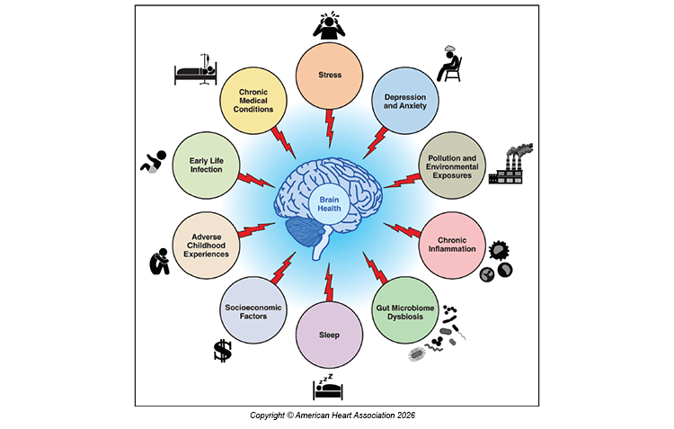 Illustration of factors impacting brain health across the lifespan